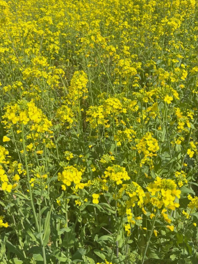 おはようございます。
3月がスタートして４日目

年度末でバタバタと忙しい季節ですが、
ふと足元や街角を見ると、春の花たちが咲き始めています。

忙しい時こそ、心に余裕を持って
花を眺める時間を大切にしたいですね。

センターでは、来週11日に三股町でまるっと協働！地域盛り上げ塾を開催します！

このあとに詳しい情報を投稿いたします。
今月もよろしくお願いします🌸

#3月 #弥生 #春の訪れ  #年度末